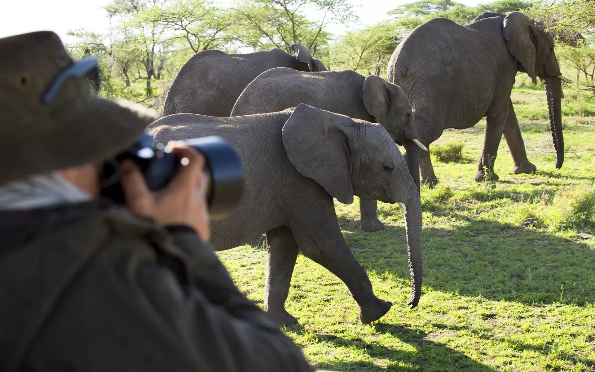 Herds of elephants grazing the Serengeti during an exciting photo safari.