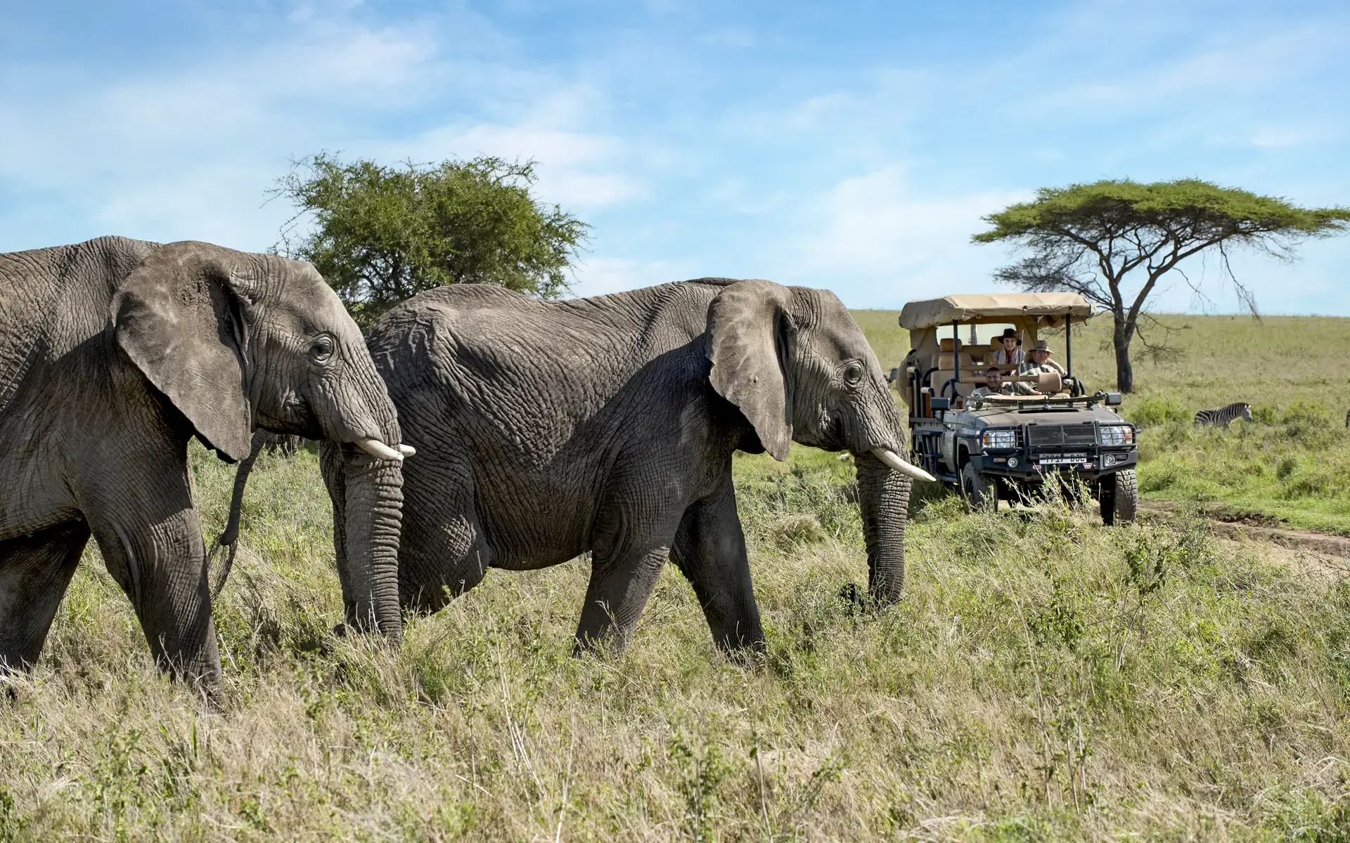 A luxury safari game drive at One Nature Mara River, with a captivating sight of elephants roaming the Serengeti.