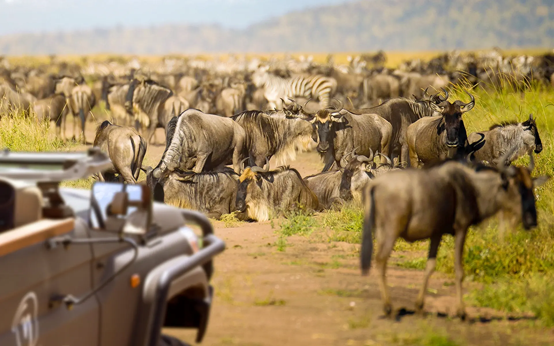 Gnus and zebras onlooking the safari game vehicle at the Serengeti National Park, Tanzania.