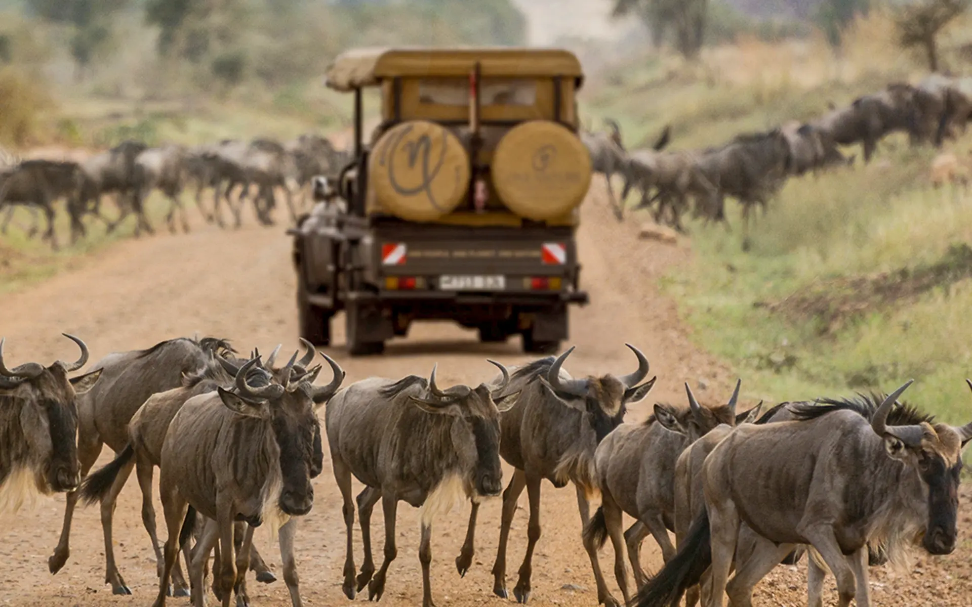 Safari Game Drive Vehicle surrounded by Wildebeests on the great migration in the Serengeti.