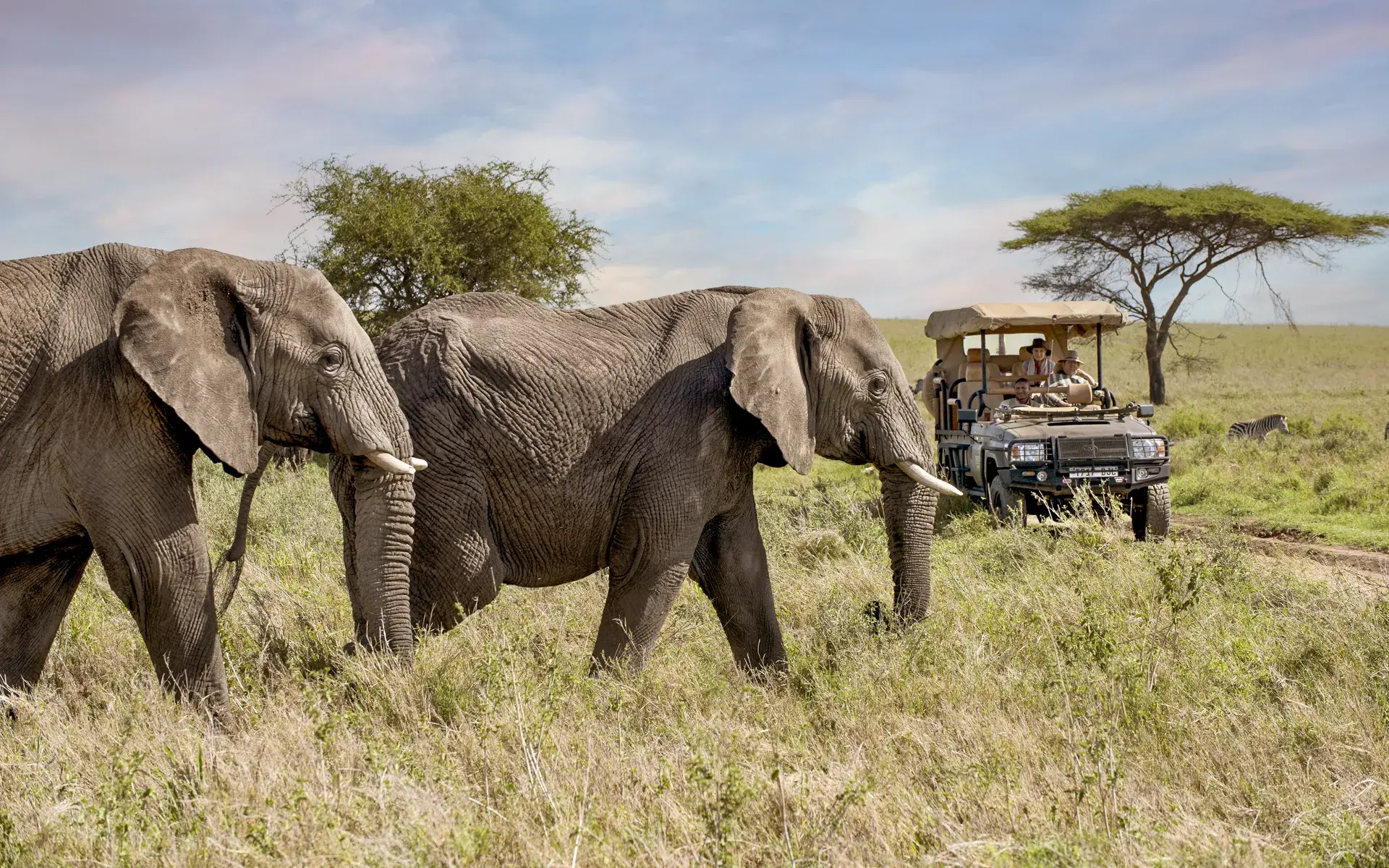 A luxury safari game drive at One Nature Mara River, with a captivating sight of elephants roaming the Serengeti.