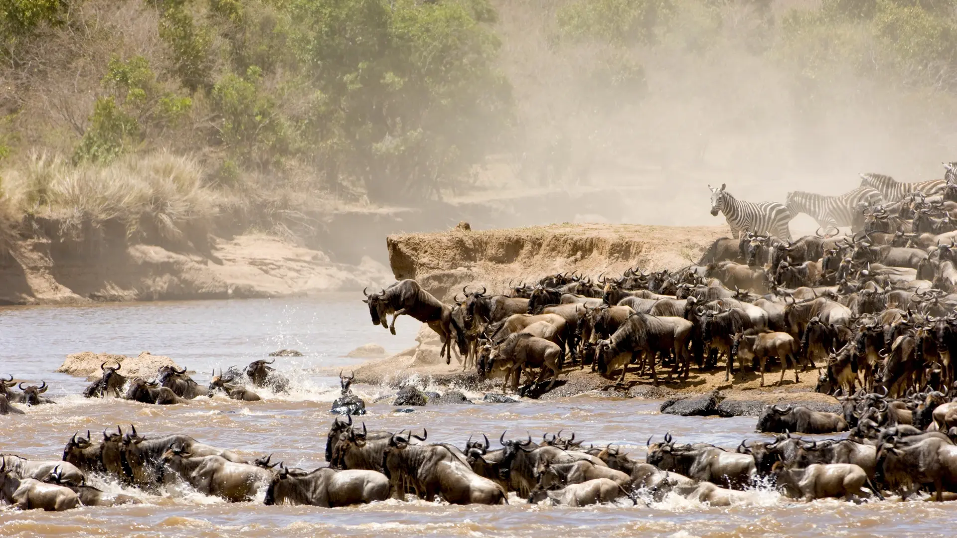 A breathtaking sight of the Great Migration river crossing during a game drive at One Nature Mara River.