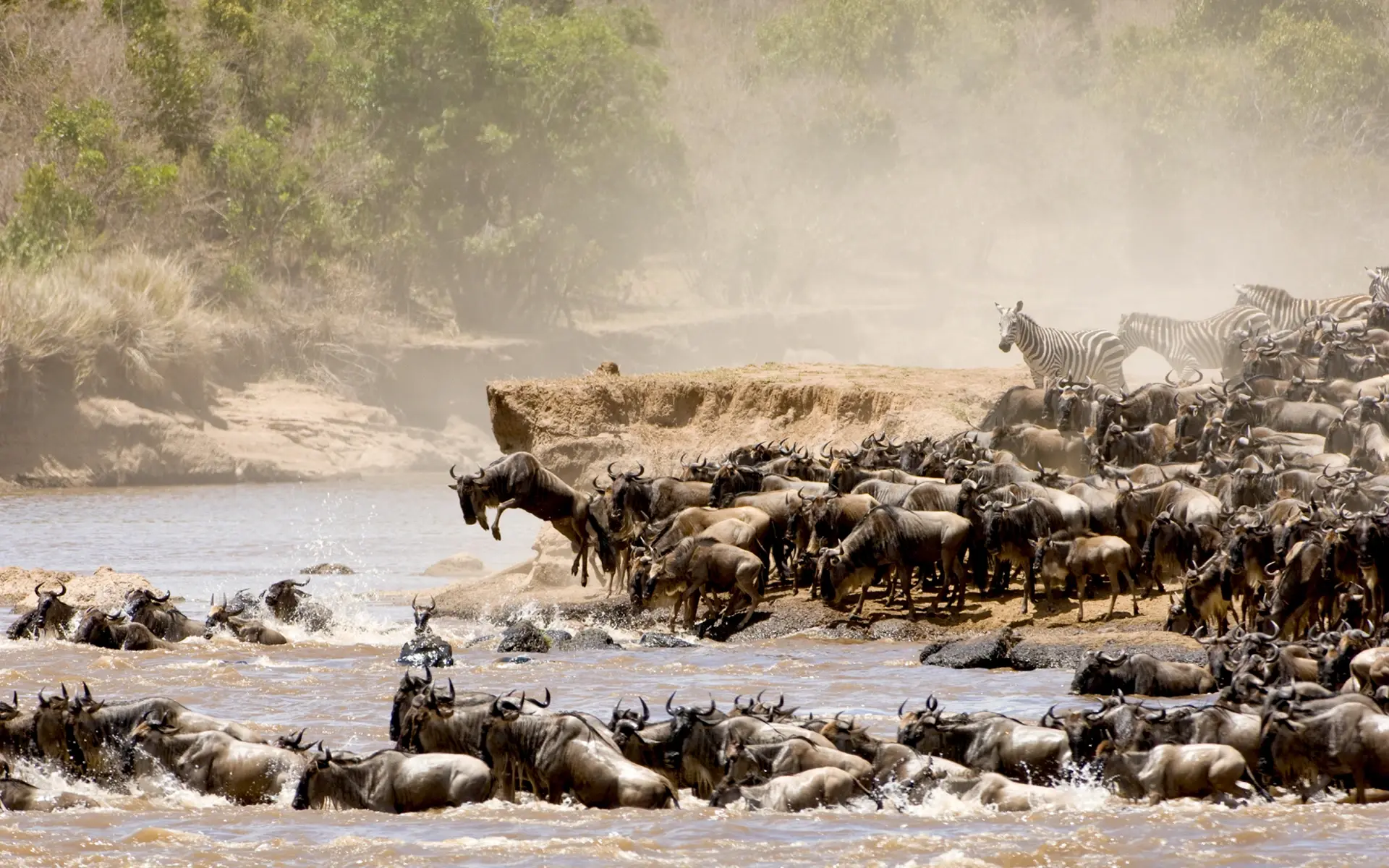The Great Migration River crossing of wildebeest and zebras on the Mara River.