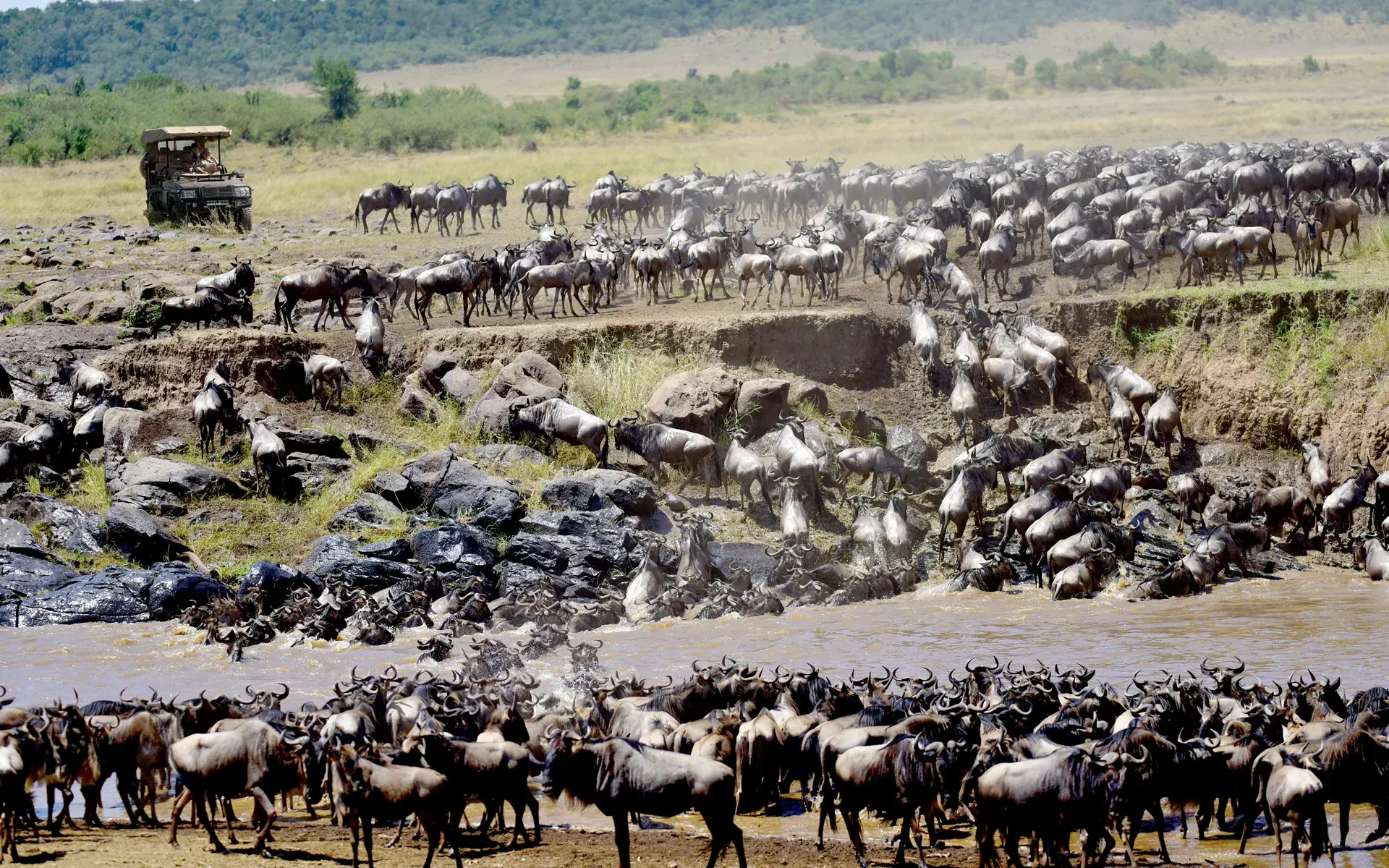 The Great Migration river crossing captured during a game drive at Mara River.