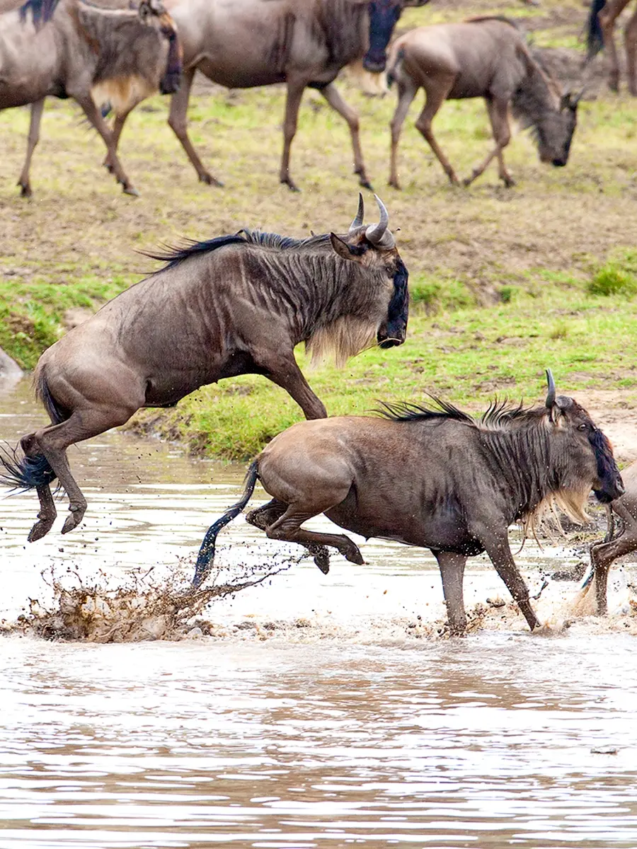 A breathtaking sight of wildebeests crossing the Mara River.