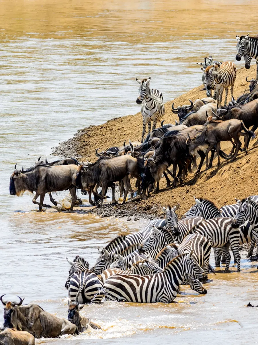 Herds of zebras and wildebeests crossing the Mara River in the Serengeti.