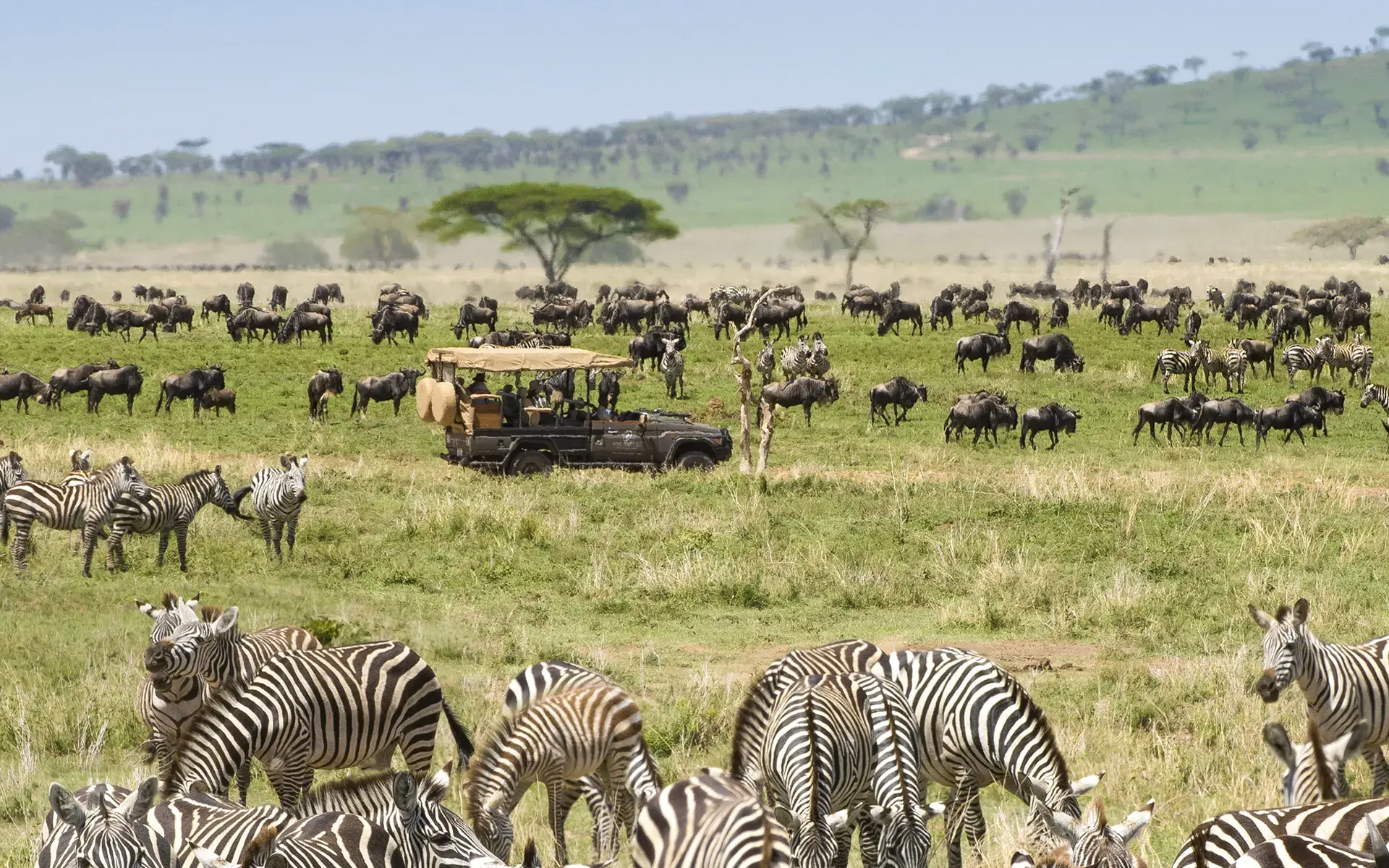 The great migration in Africa.