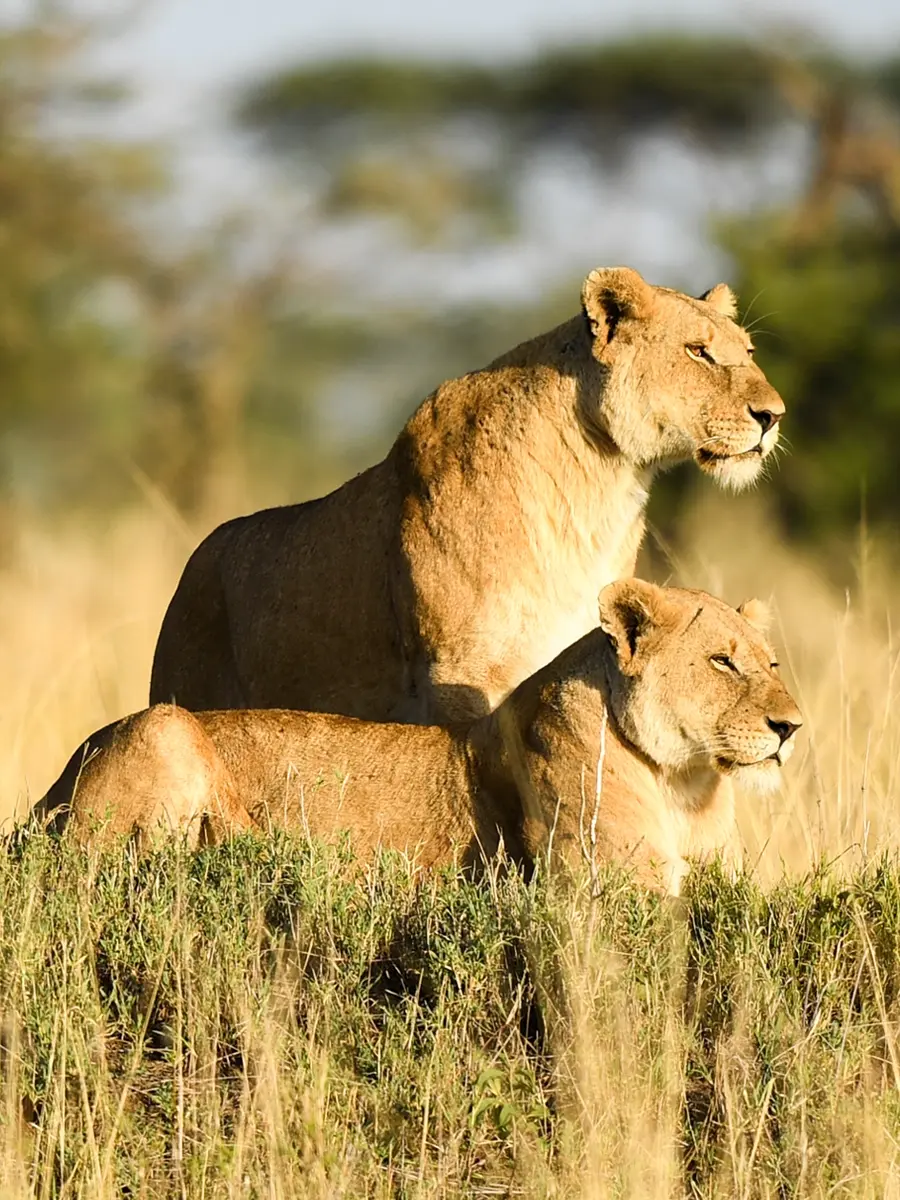 Two majestic lionesses in the Serengeti National Park.