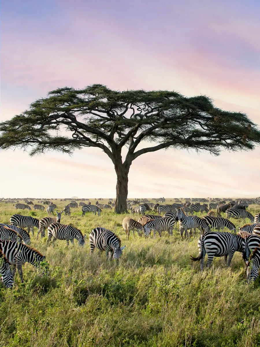 Endless plains, a herd of migrating zebras in the Serengeti under an acacia tree.