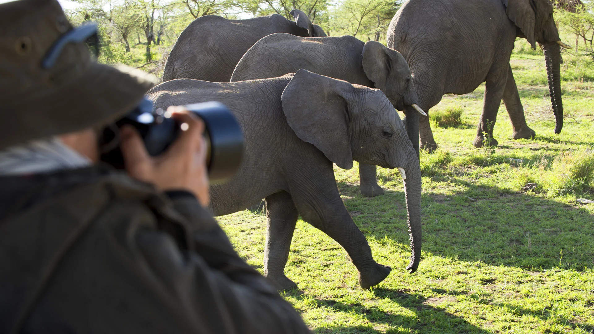 An elephant herds in the Serengeti on a Photo Safari with One Nature Mara River.