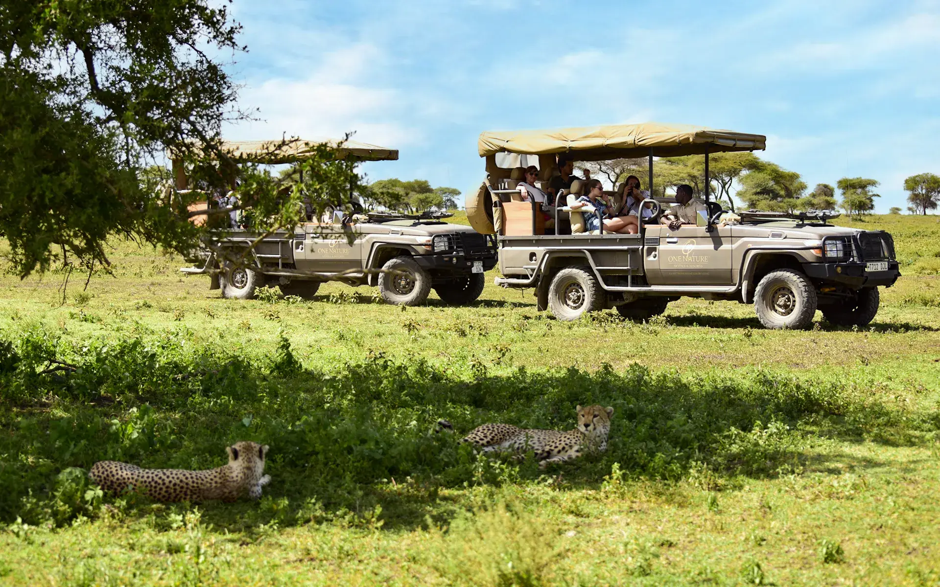 On a game drive, guests enjoy a close encounter with African Cheetahs relaxing under a tree