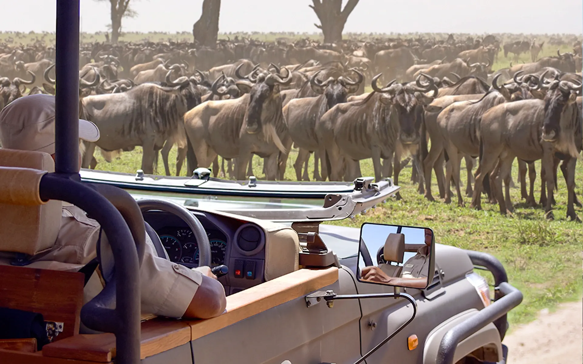Thousands of Wildebeest in the open African savannah