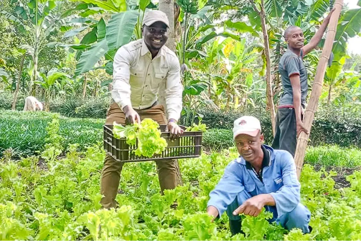 Farmers plucking fresh Produce in the Sinoi Community