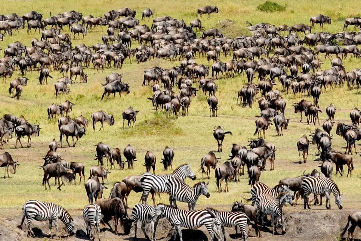 Herds of Wildebeest and Zebras grazing in the Serengeti National Park