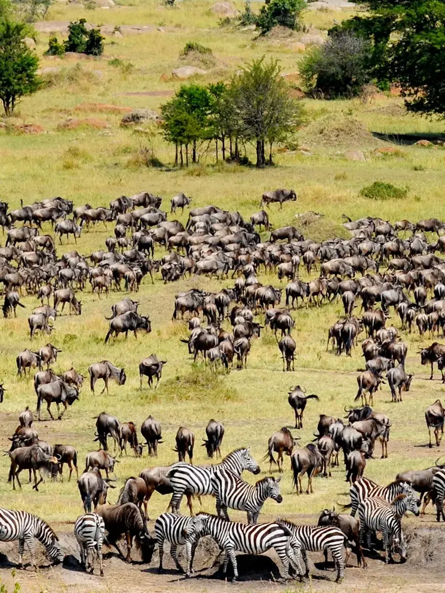 The great migration, Africa.