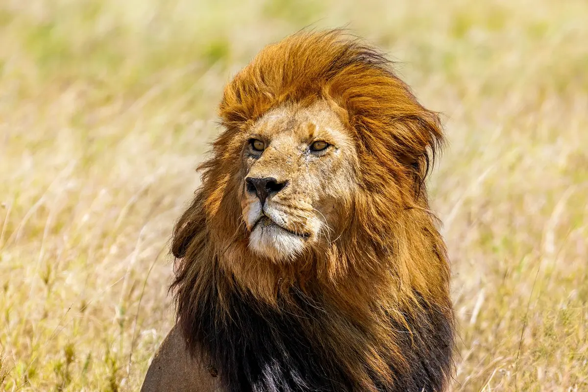 An African lion in the Serengeti National Park.