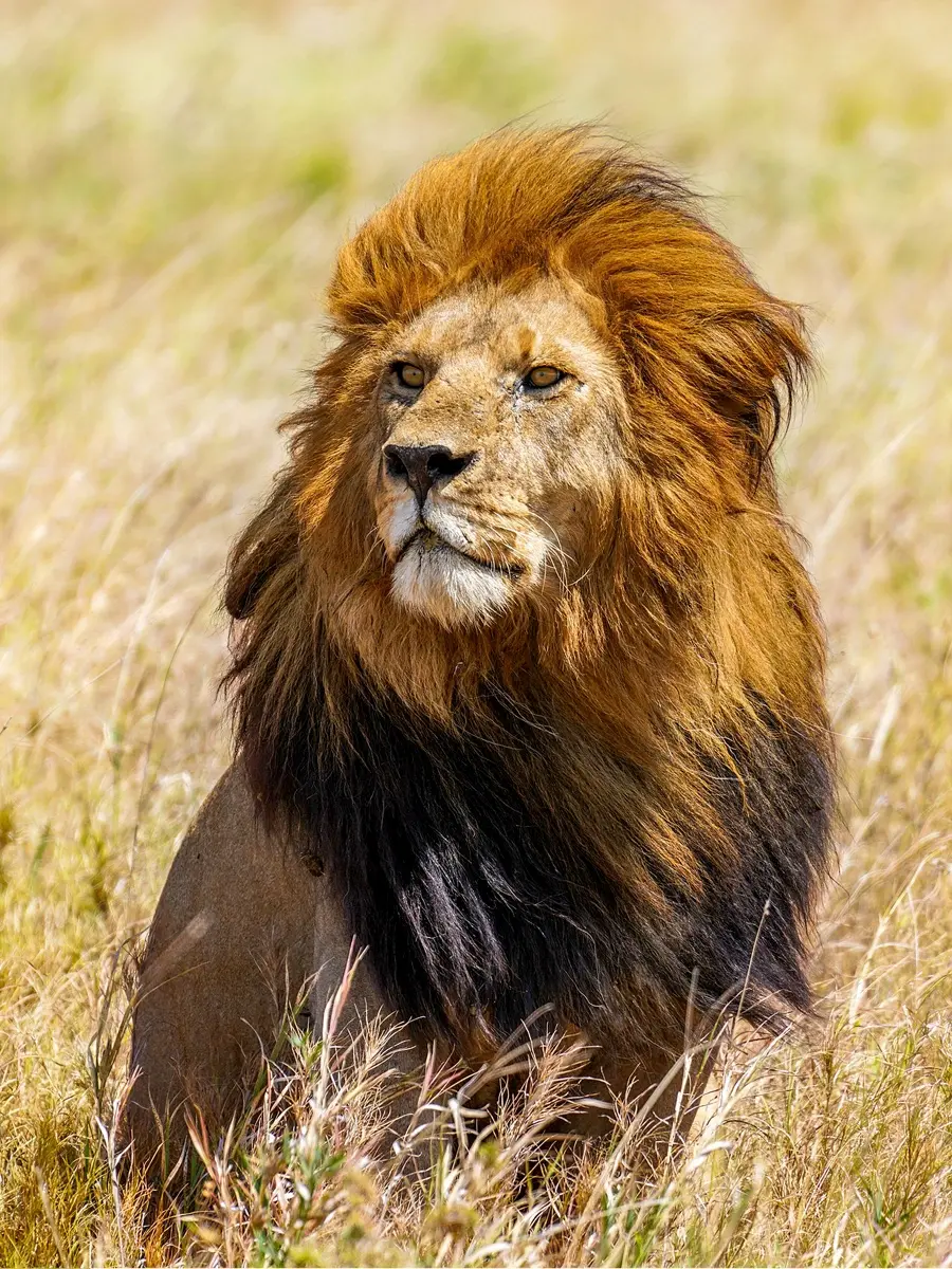 An African lion with a great mane, in the Serengeti National Park.