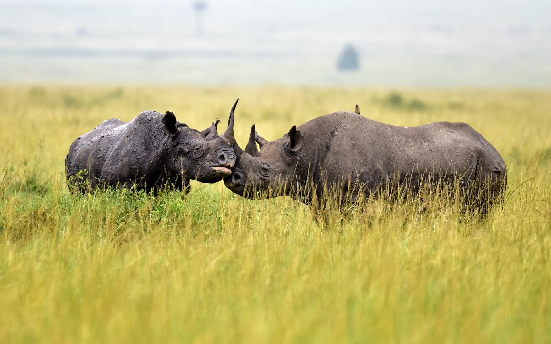 Black Rhinos in Moru Kopjes, Africa