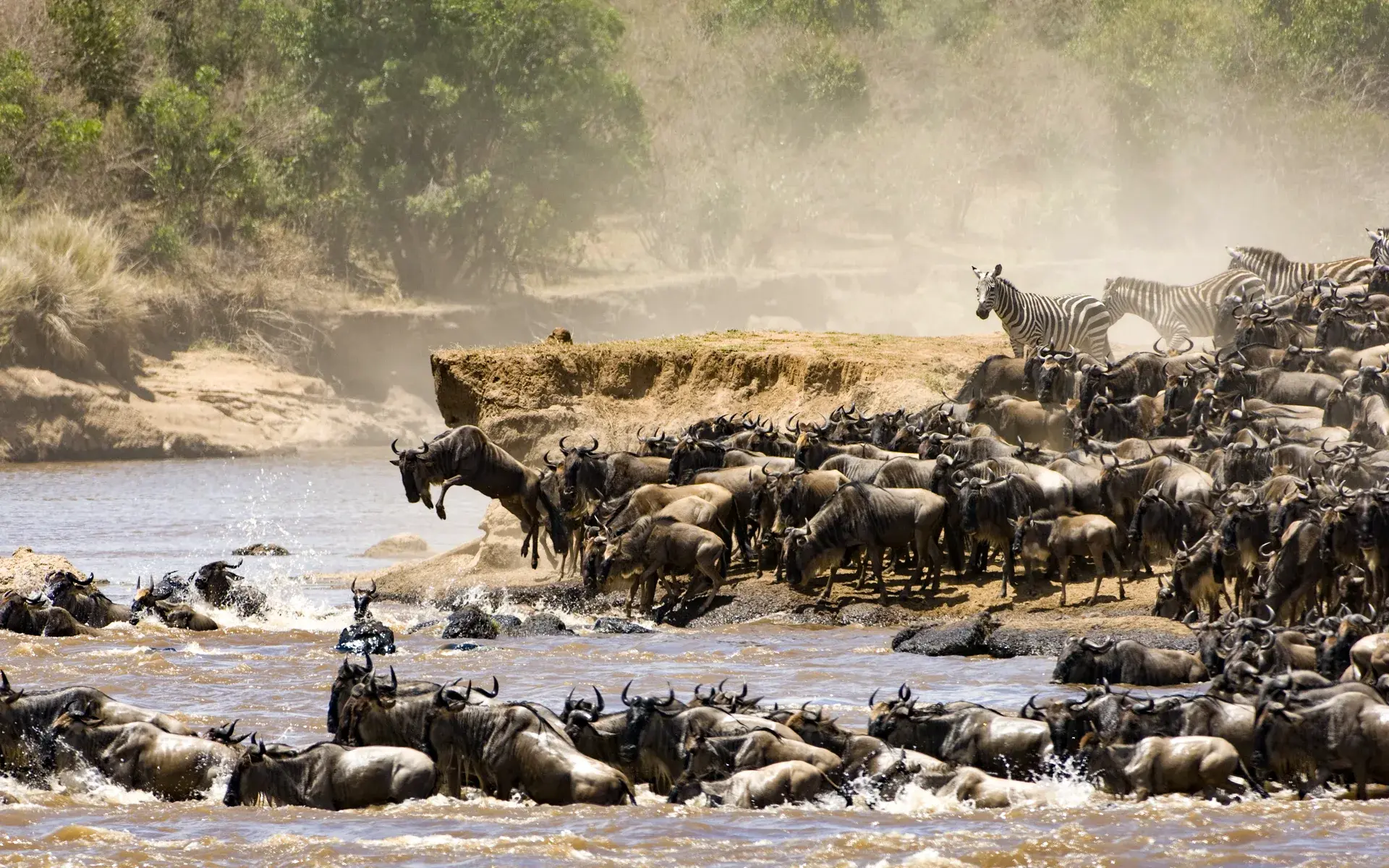 The great migration river crossing, thousands of wildebeests and zebra crossing river in Africa
