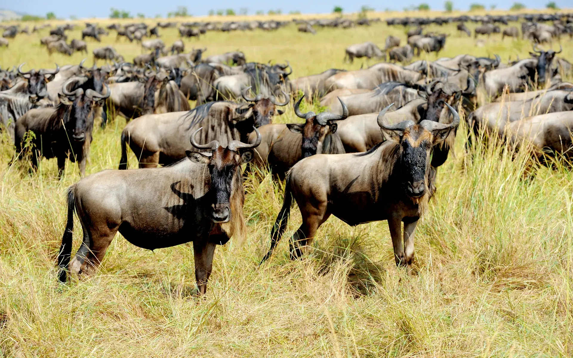 Wildebeestes in Ngorongoro Crater