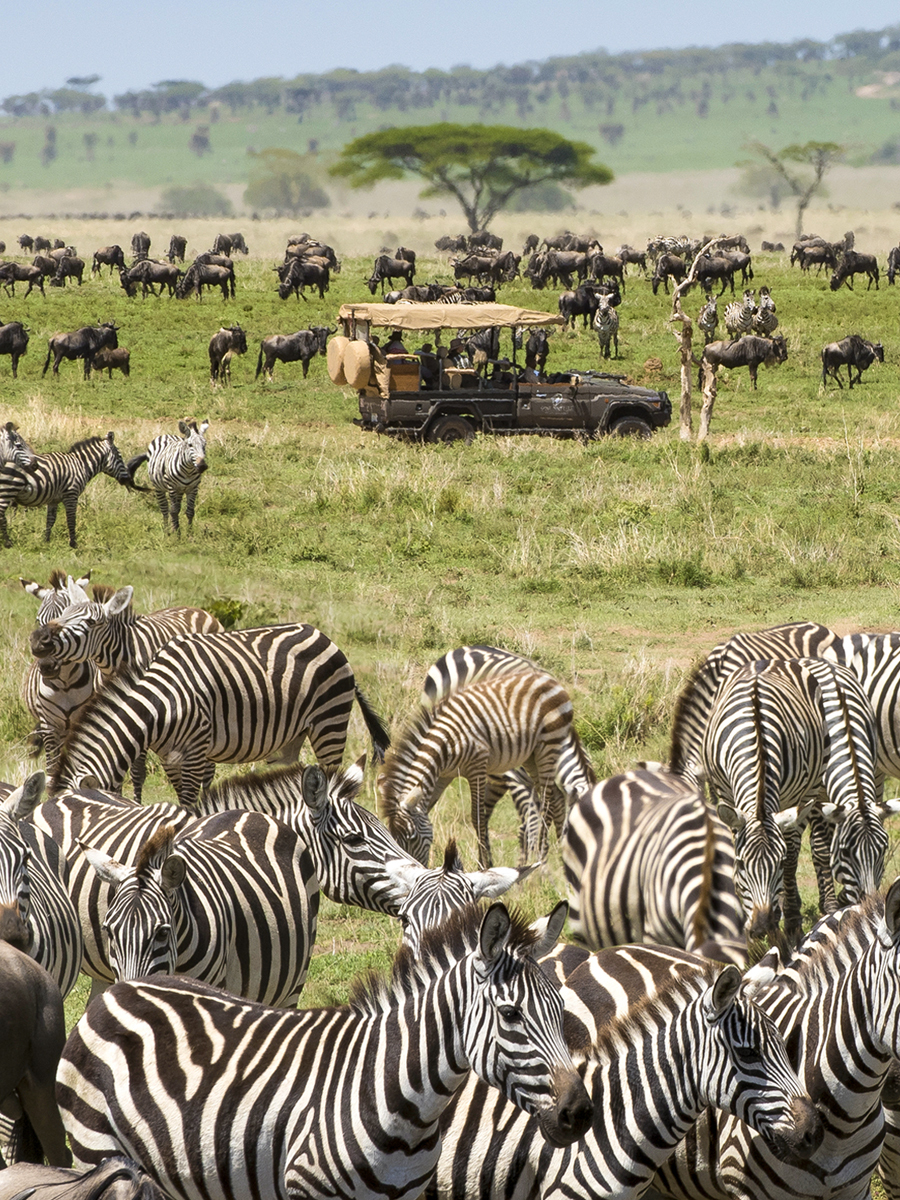A dazzle grazing peacefully in the Serengeti savannah, showcasing their distinctive black and white striped coats.