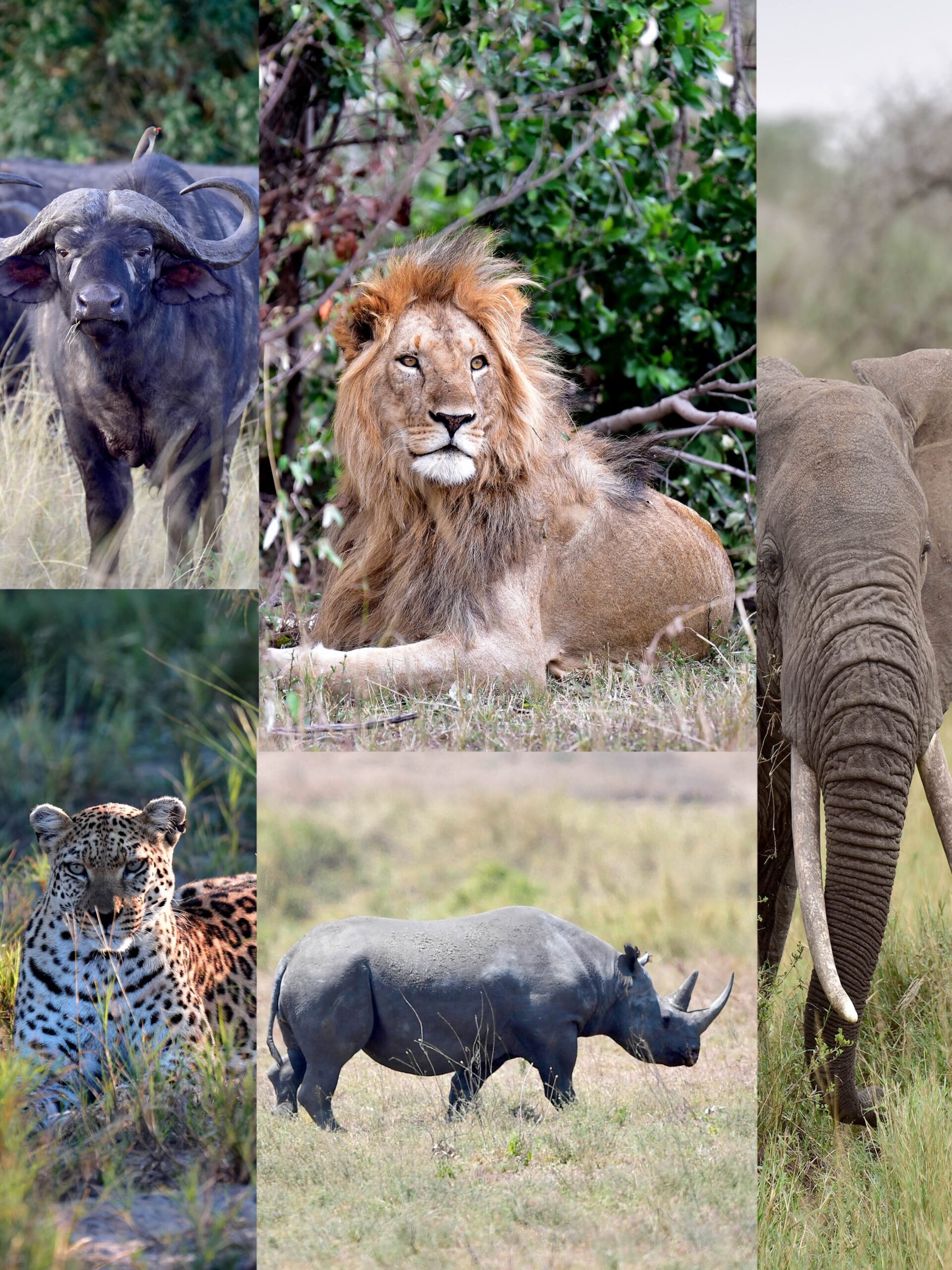 The Big 5 of Africa consists of the African lion, leopard, elephant, rhinoceros, and cape buffalo.