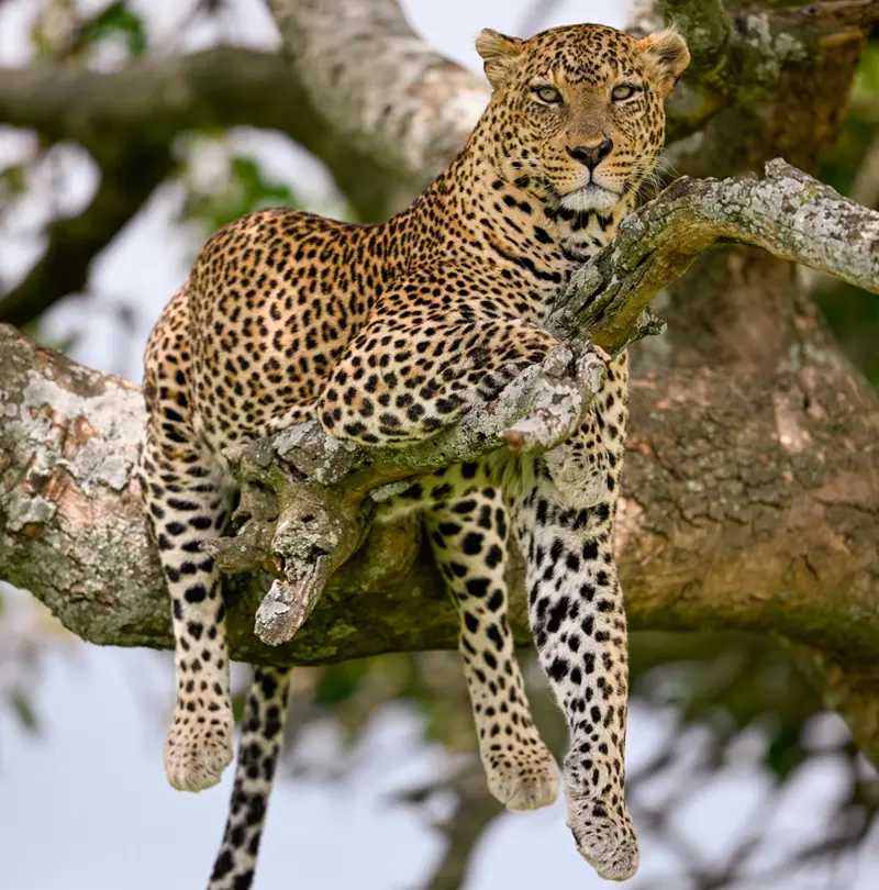 An African leopard perched on a tree branch in the Serengeti.