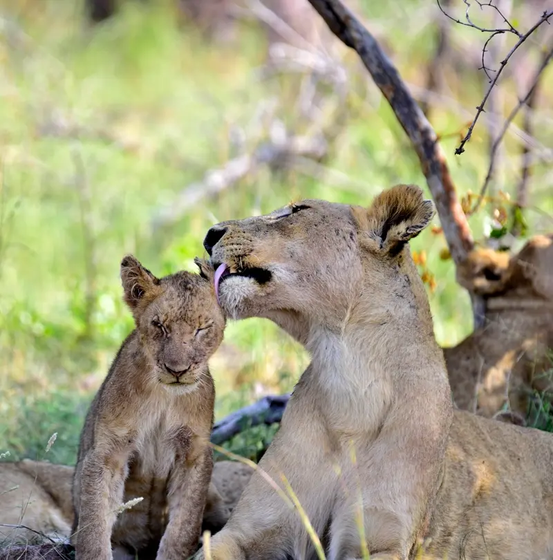 An African lioness in the Serengeti licking her cub.