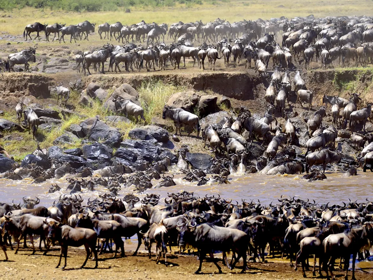 Wildebeest Migration across the river.