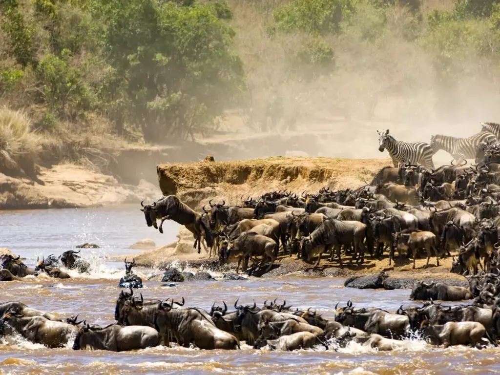 Wildebeest Migration across the river.