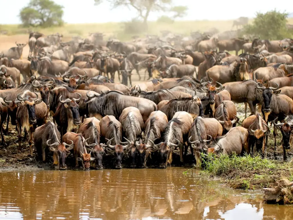 Migrating Wildebeests drinking water from the river.