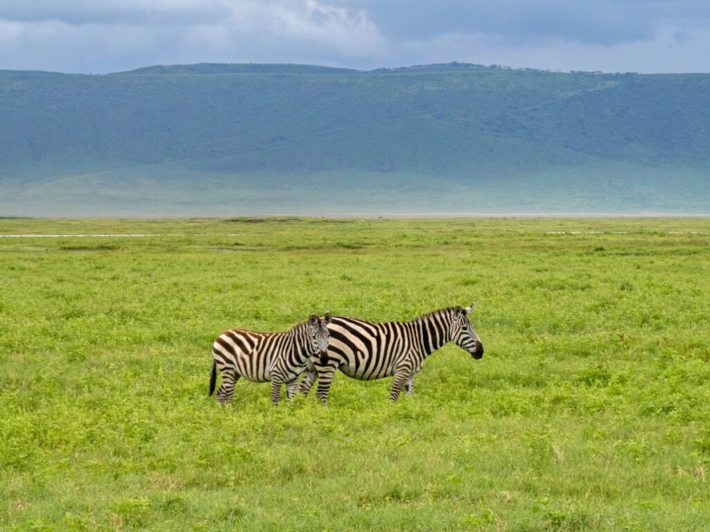 Zebras grazing in the Ngorongoro Crater in Tanzania.