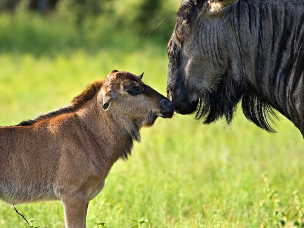 A wildebeest calf with its mother in the Ngorongoro Crater. 