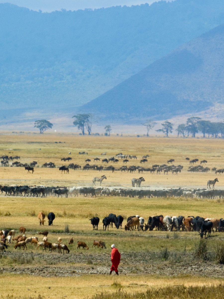Expansive crater floor, lush greenery, and diverse wildlife of the Ngorongoro Conservation Area.