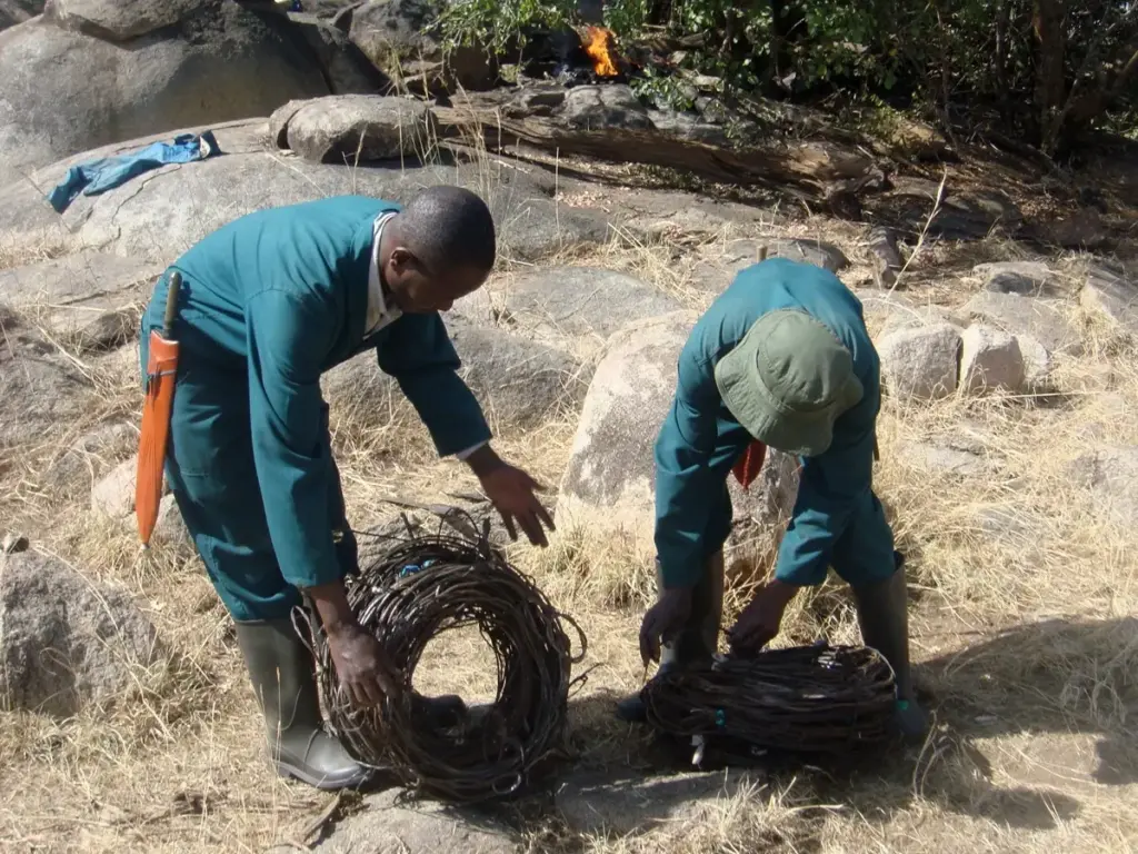 Rangers removing snares in the Serengeti, highlighting conservation efforts to protect wildlife.