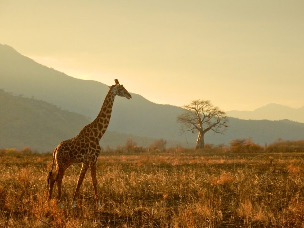 A majestic giraffe stands elegantly in the expansive Serengeti plains.