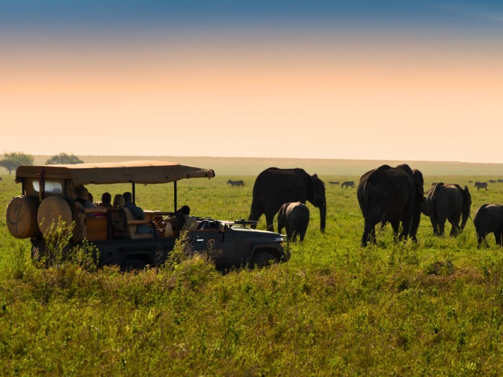 Elephants grazing the lush green fields during a game drive at One Nature Nyaruswiga in the Serengeti.