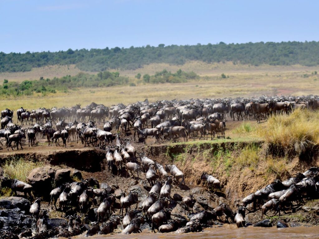Capture the Mara River crossing of the wildebeests on a photo safari with One Nature. 