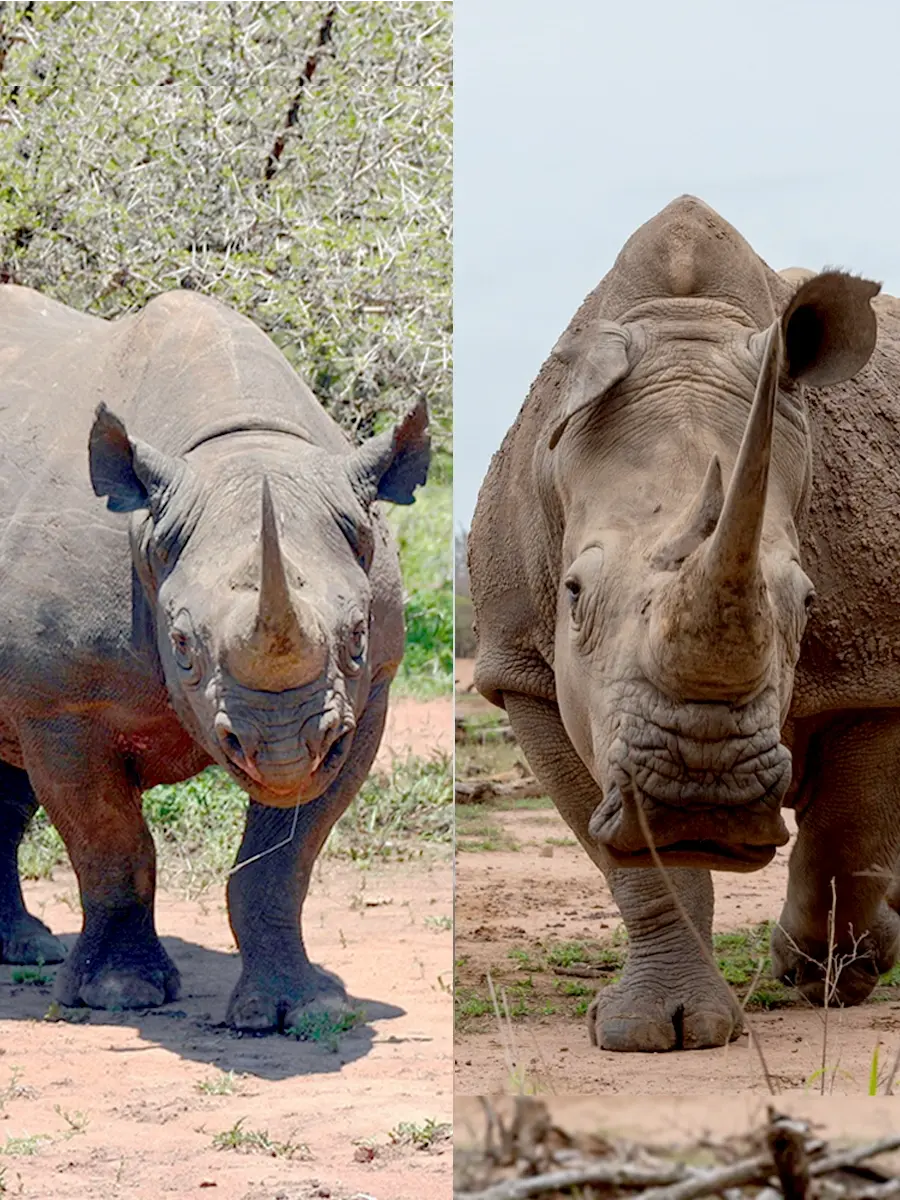 Black Rhinoceros on the left with a pointed lip, and a White Rhinoceros on the right with a square mouth.