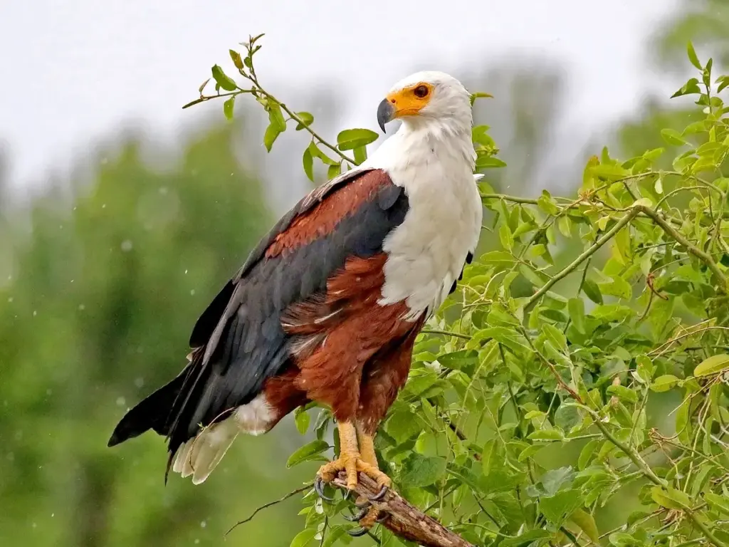 African Fish Eagle with its yellow eyes and hooked beak looking across the Serengeti National Park