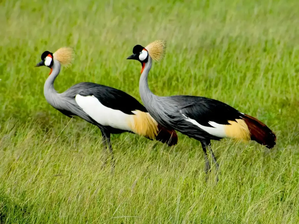 Gray-Crowned Crane striding gracefully in the Serengeti National Park