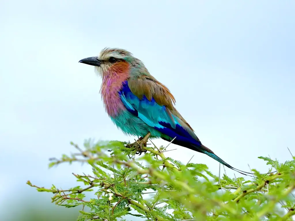 Lilac-Breasted Roller standing beautifully in its multi colour plumage on a tree branch in the Serengeti National Park