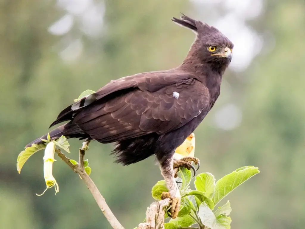 Long-Crested Eagle scanning the ground in the Serengeti National Park