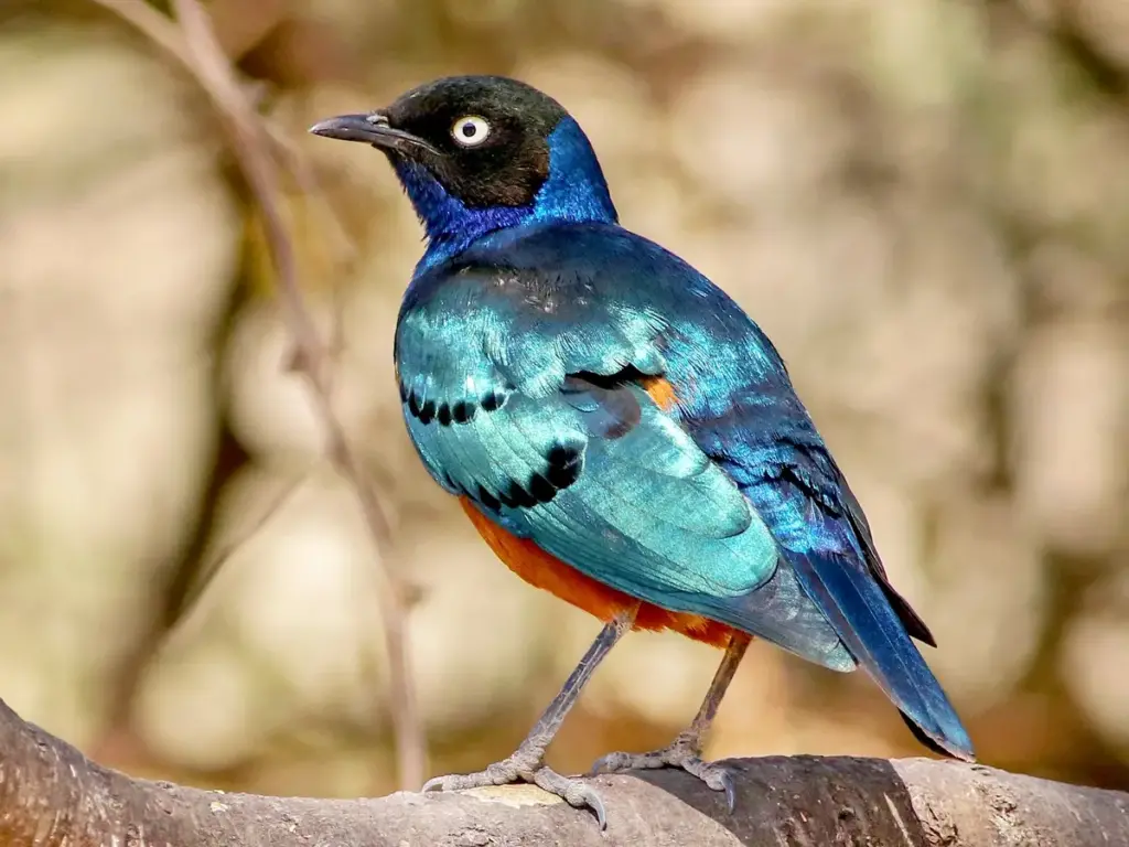 Superb Starling roaming the woodlands of the Serengeti National Park