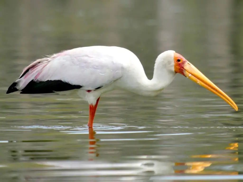 Yellow-Billed Stork diving across shallow waters of the Serengeti National Park