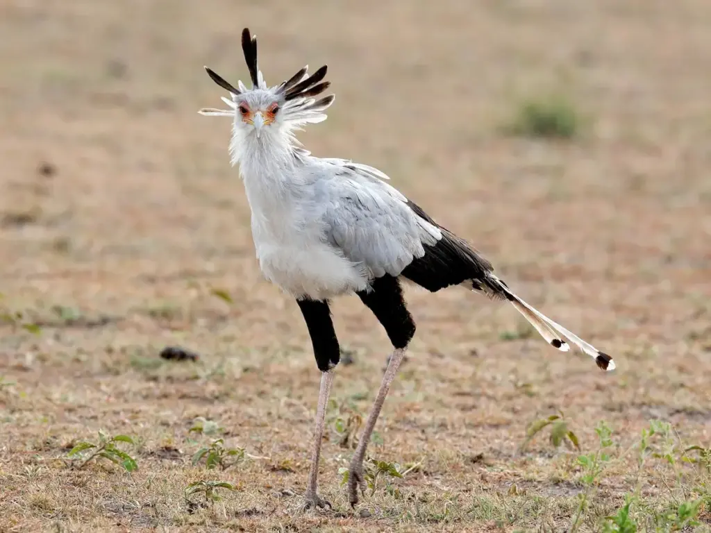 Secretary Bird of the Serengeti National Park