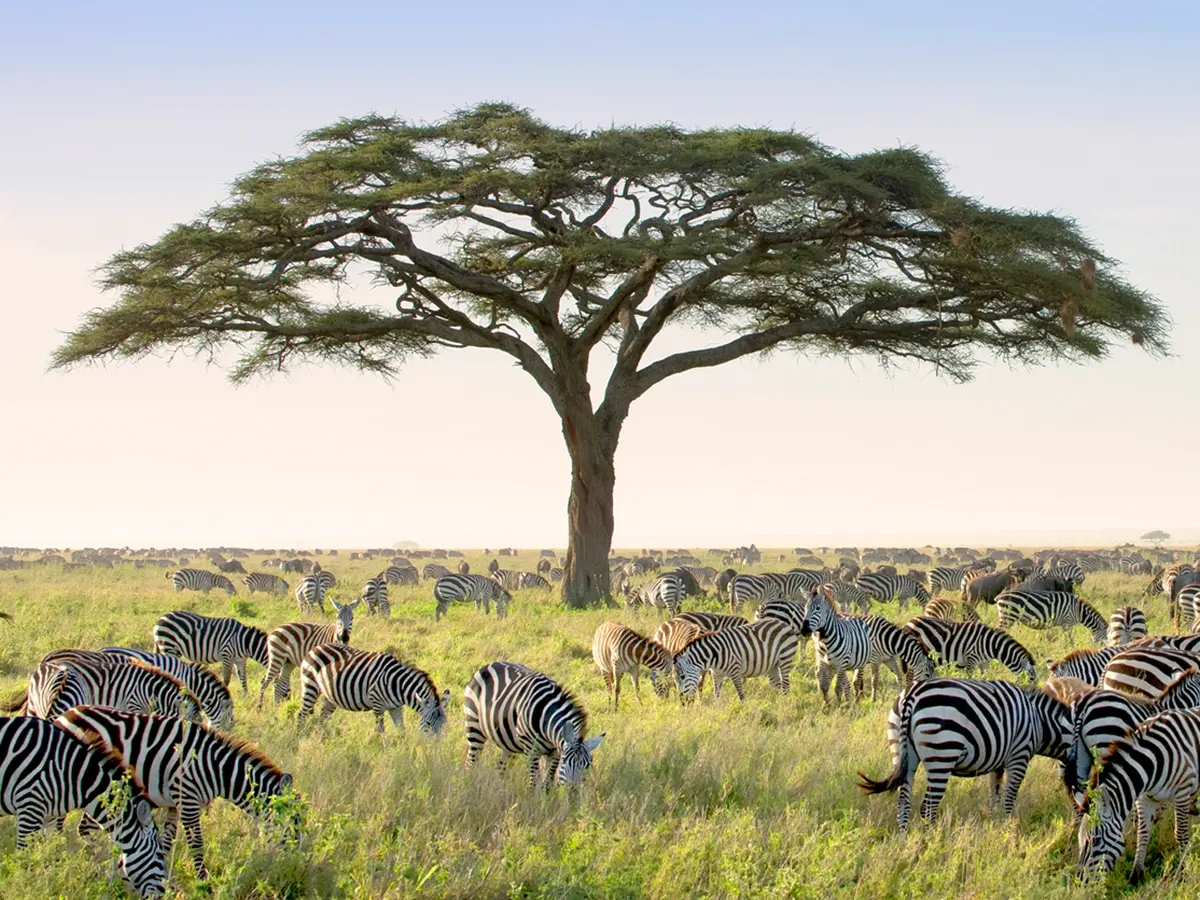 Serengeti landscape with iconic acacia trees with African wildlife grazing nearby.