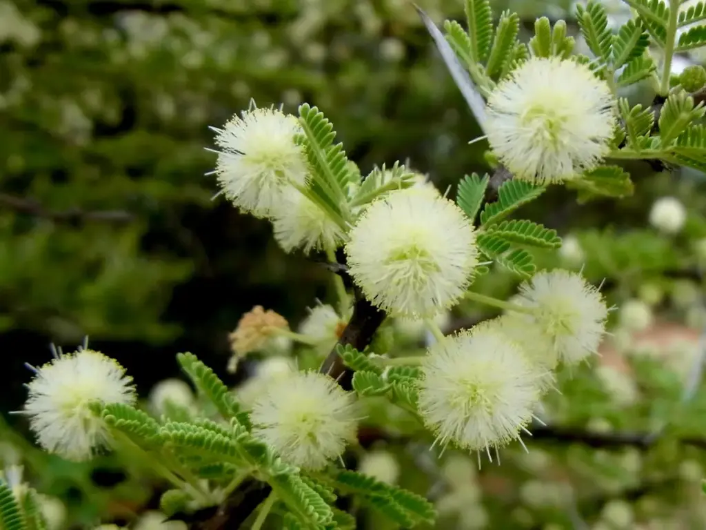 Acacia Nilotica, also known as the Scented Thorn Acacia is a species of the Acacia Trees.