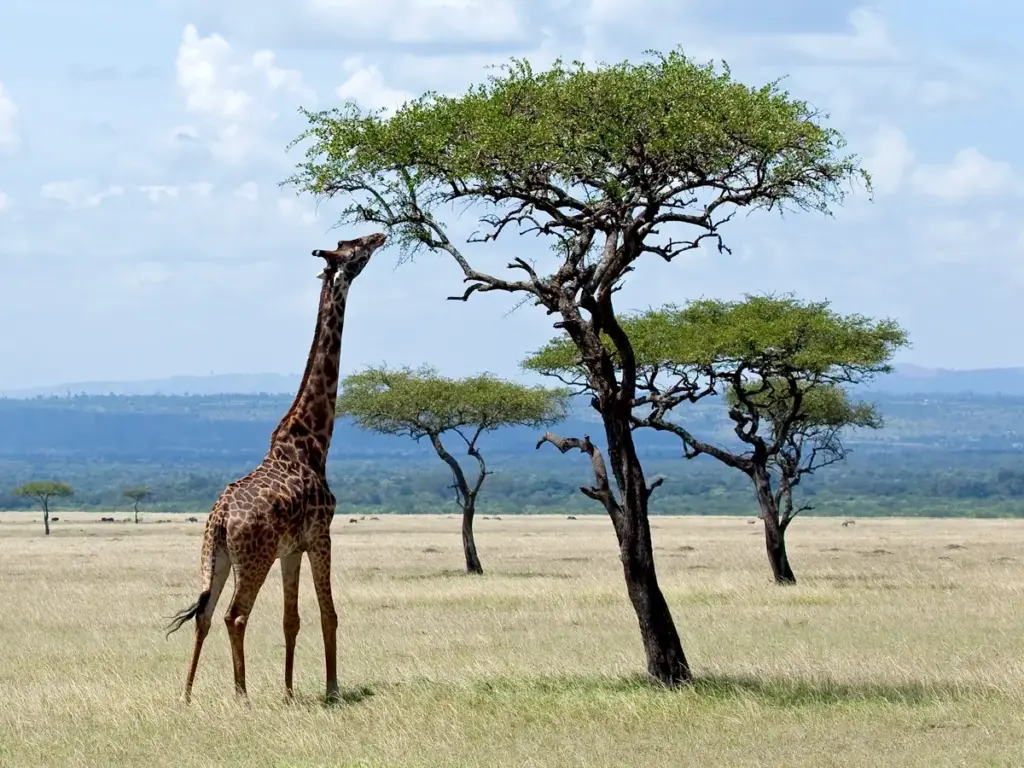Giraffe reaching up to pluck leaves from an Acacia tree in the Serengeti.