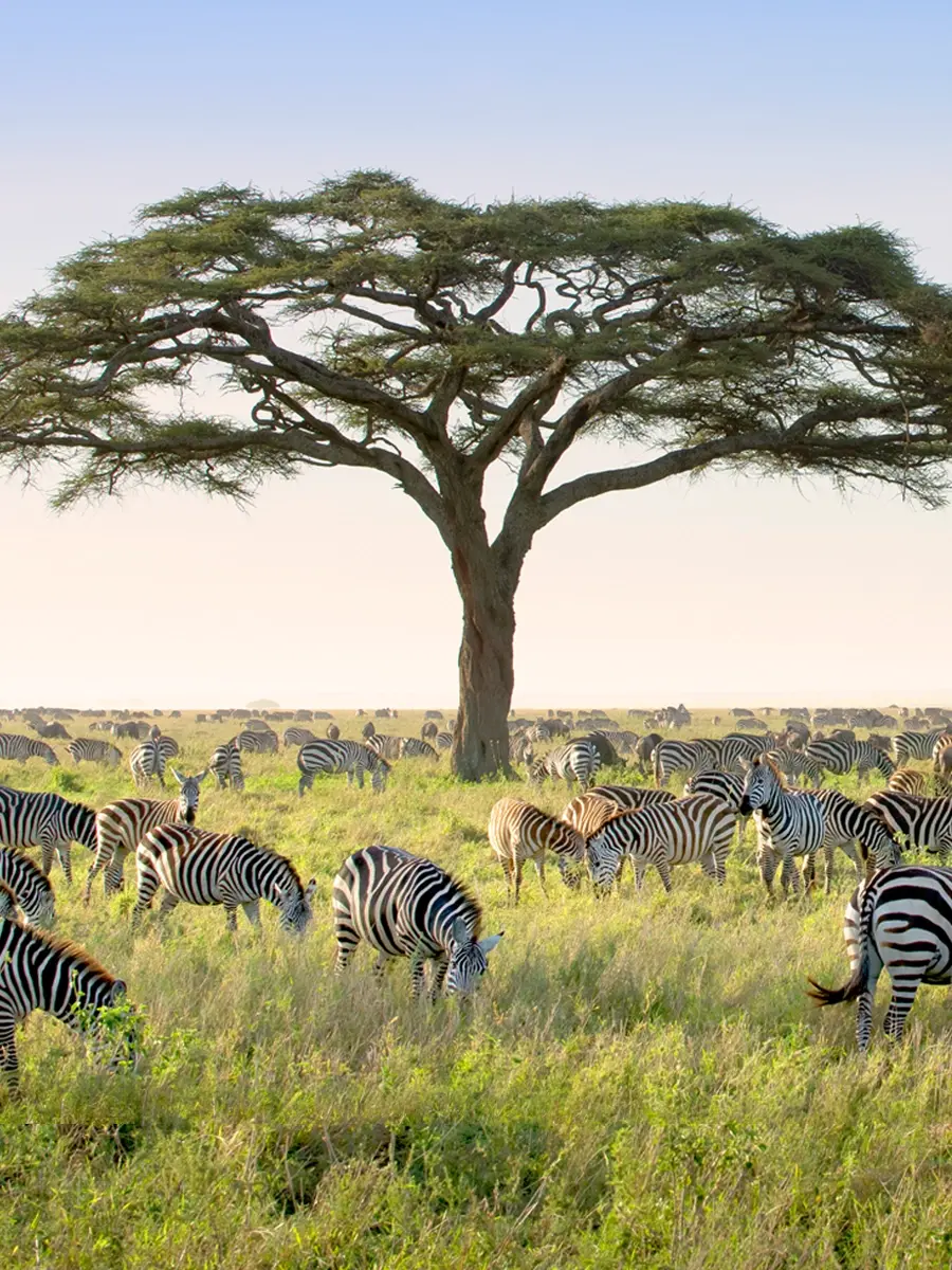 Serengeti landscape with iconic acacia trees with African wildlife grazing nearby.